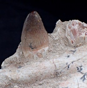 Teeth, Fossil, Crocodilus aff. spencieri, Ypresiense, Eocene, Oued Zem, Morocco